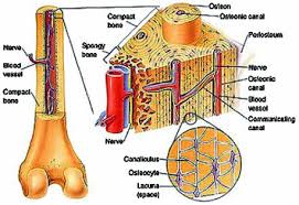 Maybe you would like to learn more about one of these? Biology Of Bone And The Interaction Of Bone With Other Organ Systems Springerlink