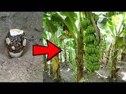 Bibit, lahan penanaman bibit pisang. Cara Menanam Pisang Cepat Berbuah Youtube