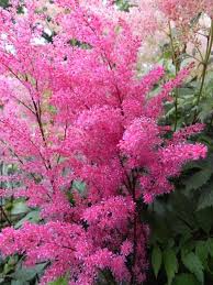 Check spelling or type a new query. Astilbe Shade Loving Shrubs Plants Uk Shade Plants
