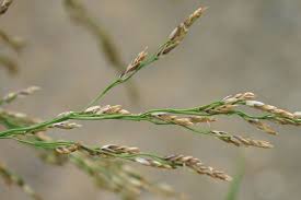 Image result for Glyceria