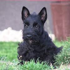 Image result for skotský teriér