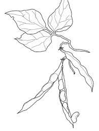 Collection of green beans coloring page free (35) green beans colouring pages green bean plant coloring page Kidney Beans Coloring Page Horse Coloring Pages Coloring Pages Snake Coloring Pages