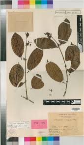 Image result for Hua gabonii