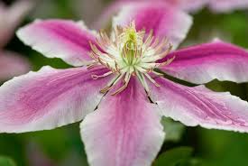 Image result for Clematis dolichopoda