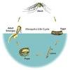 If you have mosquitoes near your pond, check for nearby stagnant water and overgrown plants. 1