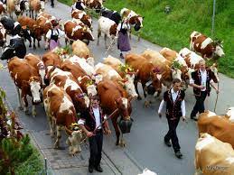 traditional alpabfahrt sumiswald 600 cows return from the alpine pasture of luderenalp to sumiswald switzerland travel graz austria switzerland