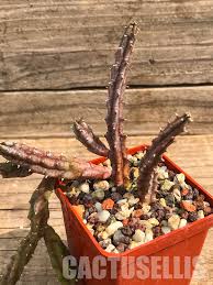 Image result for Huernia hislopii