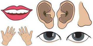 Bahagian kereta dalam bahasa inggeris. Apakah Bahagian Badan Namakan Bahagian Badan Bahagian Bahagian Badan Dalam Bahasa Inggeris Untuk Kanak Kanak