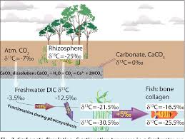 Carbon dating remains limited for a number of reasons. Pdf Hard Water And Old Food The Freshwater Reservoir Effect In Radiocarbon Dating Of Food Residues On Pottery Semantic Scholar