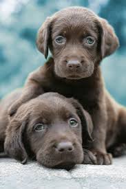 Find the perfect puppy to adopt. Chocolate Lab Puppies With Green Eyes Animals At Repinned Net