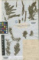 Image result for Ceratophyllaceae