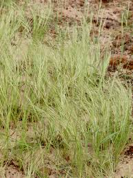 Image result for Aristida diminuta