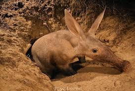 Frans Lanting On Instagram Franslanting Rarely Caught On Camera Or Even Seen At All An Aardvark Emerges From Its Burrow A Animals Wild Frans Lanting Animals