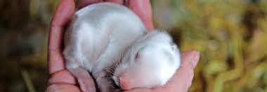 Entdecke 286 anzeigen für hasen und kaninchen kaufen zu bestpreisen. Fruhlingserwachen Im Kaninchenstall Tierwelt