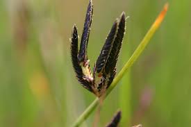 Image result for Cyperus laevigatus