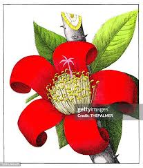 Image result for Bombax