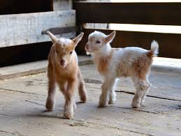 Front Porch Indiana The Definition Of Adorable Goats Baby Farm Animals Baby Goats