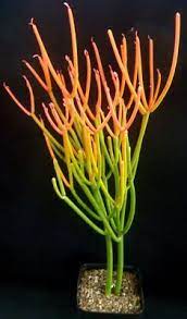 Euphorbia Tirraculli Fire Sticks Succulent Plants Planting Succulents Euphorbia