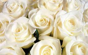 Find the best rose background on wallpapertag. Rose Aesthetic White Flower Wallpaper Novocom Top