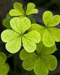 The following is a defined list of terms which are used to describe leaf morphology in the description and taxonomy of plants. Hawthorne On Twitter Popular Varieties Include The False Shamrock With Its Heart Shaped Leaves And The Lucky Leaf Which Features Four Split Leaves And A Dark Maroon Eye Stpatricksday 3 4 Https T Co Mc66xpovoa