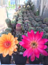Cacti (plural for cactus) are a type of succulent plant. Lobi Size 5cm Hoa Cam Y Hinh 60k Cactus Cacti Cactii Cactilove Succulents Succulent Succulove Lobi Unusual Flowers Cactus Flower Planting Succulents