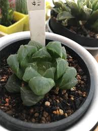 ハオルチア 買ってからすぐ葉が茶色に 原因は根腐れ どうにか復活なるか ママはずぼら ファミリーキャンプを応援するブログ