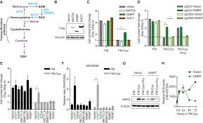 Transsulfuration Activity Can Support Cell Growth Upon