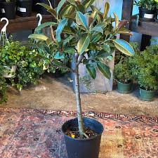 Image result for ficus elastica flower