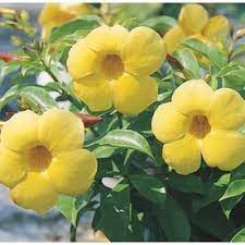 2 5 Quart Yellow Allamanda Bush L3415 Flowering Shrubs Flower Pots Garden Shrubs