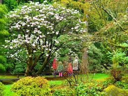 Image result for Rhododendron