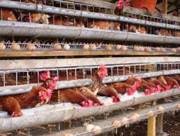 Tapi satu hal yang kebanyakan pemula tidak tahu adalah bahwa. Cara Budidaya Ayam Petelur Pemeliharaan Hingga Panen Melimpah