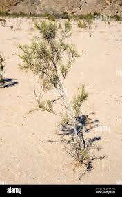 Image result for Tamarix usneoides