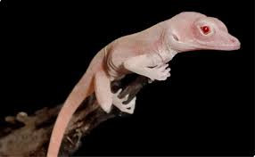 Weiterhin ist bei dieser form der überwinterung wichtig, die eidechse häufig aber vorsichtig zu überprüfen. Gentechnik Albino Eidechse Kreiert Spektrum Der Wissenschaft