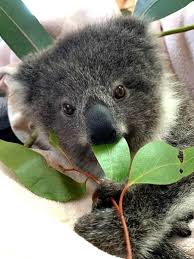 Image result for koalas