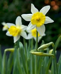 Narcissus Topolino Dainty Topolino Meaning Little Mouse In Italian Is Sturdy Beautiful And Deliciously Fragrant Thi Bulb Flowers Narcissus Flower Daffodils