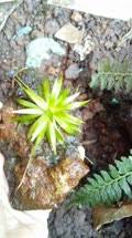 Image result for Blyxa hexandra