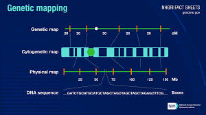 Genetic Mapping Fact Sheet