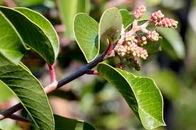 Image result for Buchnera subglabra