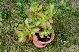 This cultivar is very similar to 'gollum jade', but while 'gollum jade' has nearly tubular leaves, the leaves of 'hobbit jade' are curled back around. Green Thick Fleshy Leaves With Red Tips Of Jade Succulent Plant Stock Photo Picture And Royalty Free Image Image 65791330