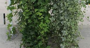 Se hai dubbi circa il tenere piante in casa o in ufficio perché temi che non riceveranno sufficiente luce. Piante Da Appartamento Poca Luce Piante Appartamento Piante Da Appartamento Che Richiedono Poca Luce