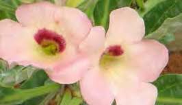 Image result for Pterodiscus elliottii