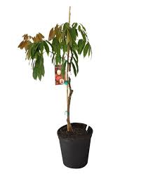 Buy Litchi Chinensis Lychee Nut Tree Free Shipping Over 100 Lychee Nut Potted Plants Outdoor Tree Free