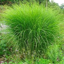 Image result for Miscanthus junceus
