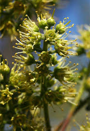 Image result for Combretum adenogonium