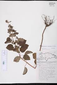 Image result for Mesosphaerum suaveolens