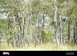 Image result for Brachystegia manga