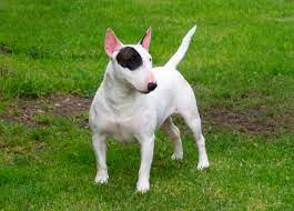 Bull Terrier Inglese Carattere Salute Allevamenti E Prezzo Razzedicani Net