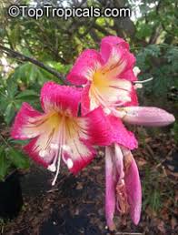 It was different from i usually see. Chorisia Speciosa Ceiba Speciosa Silk Floss Tree Bombax Toptropicals Com