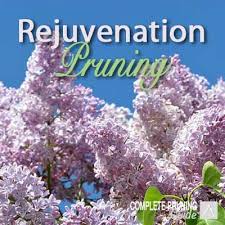 Rejuvenation Pruning What When Why How Pruning Honeysuckle Dogwood Shrub Prune