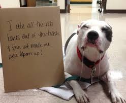 So Now You Know How Much More Fluffy Your Life Gets When You Own One Check All The Fluff At Http Barkingtails Com Animal Shaming Guilty Dog Dog Shaming